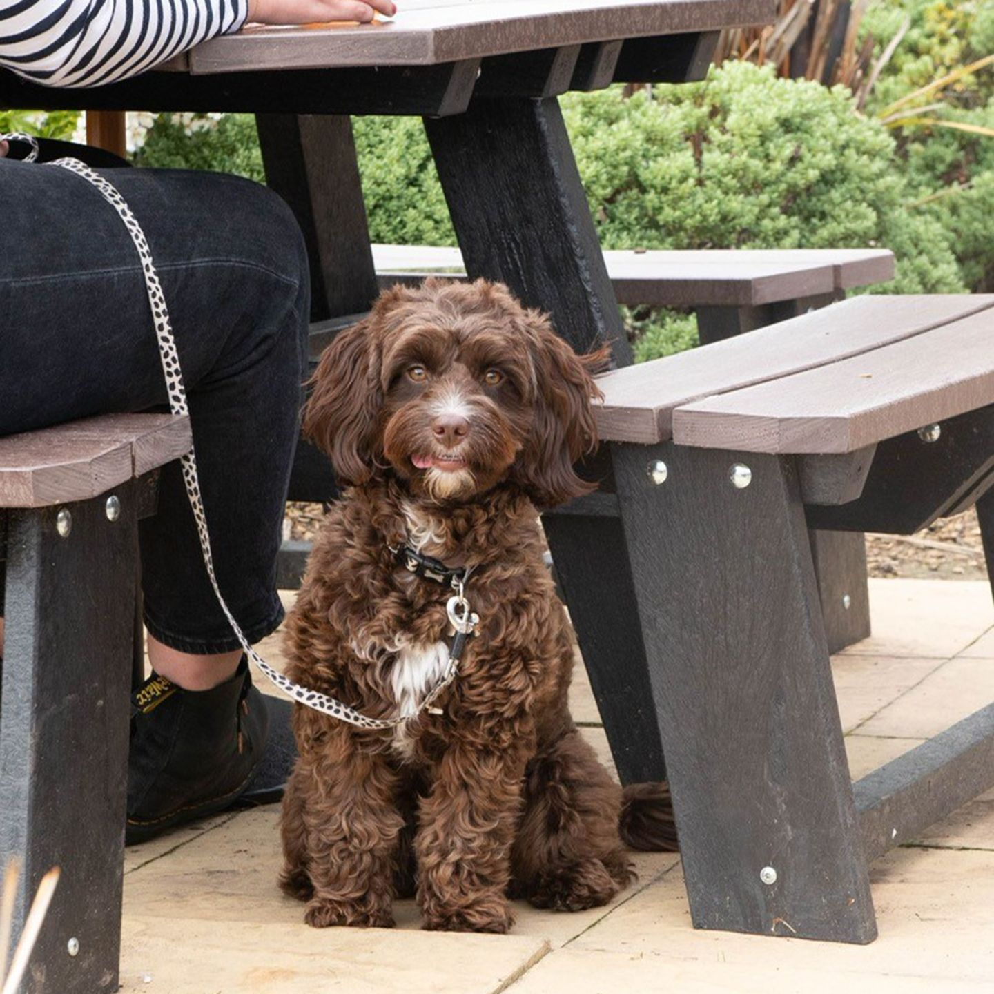 Your local dog friendly pub in Sketty